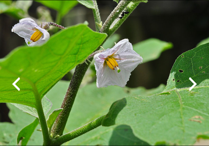 Eggplantpic0001.png