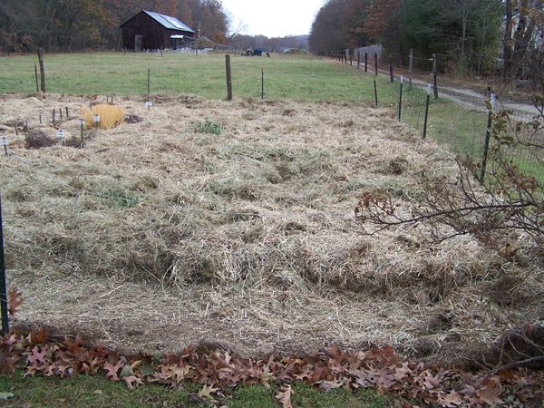 Big garden - mulching not quite done crop Nov. 2017.jpg