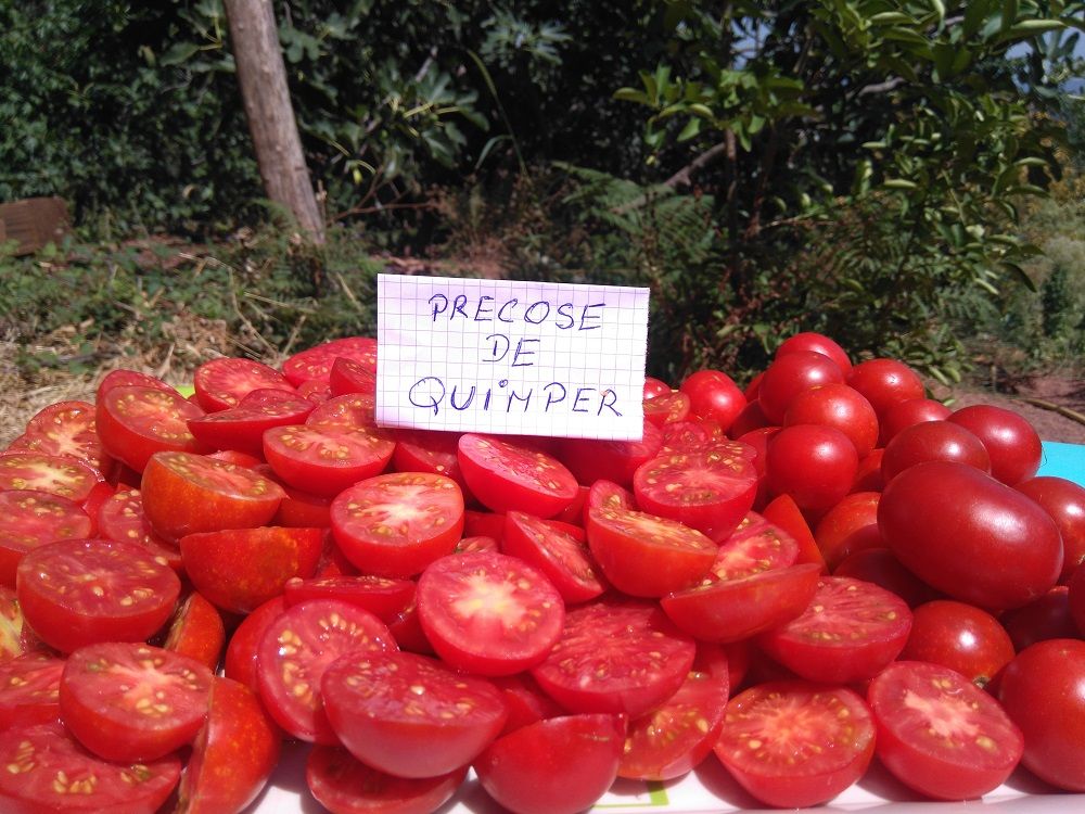 photo-tomate-precoce-de-quimper.jpg