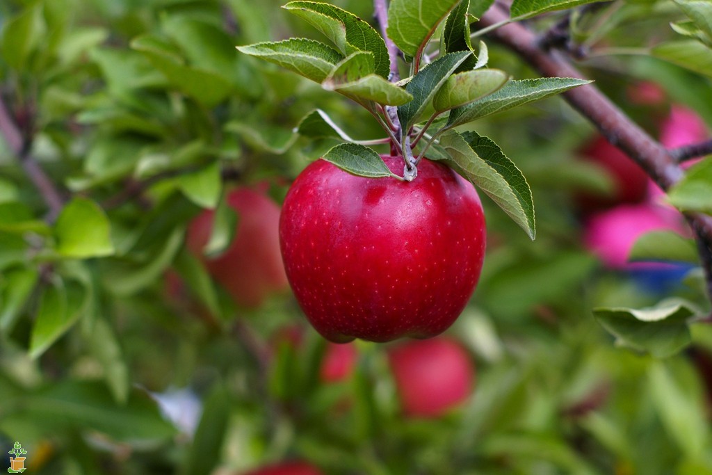red-delicious-apple-tree-2.jpg