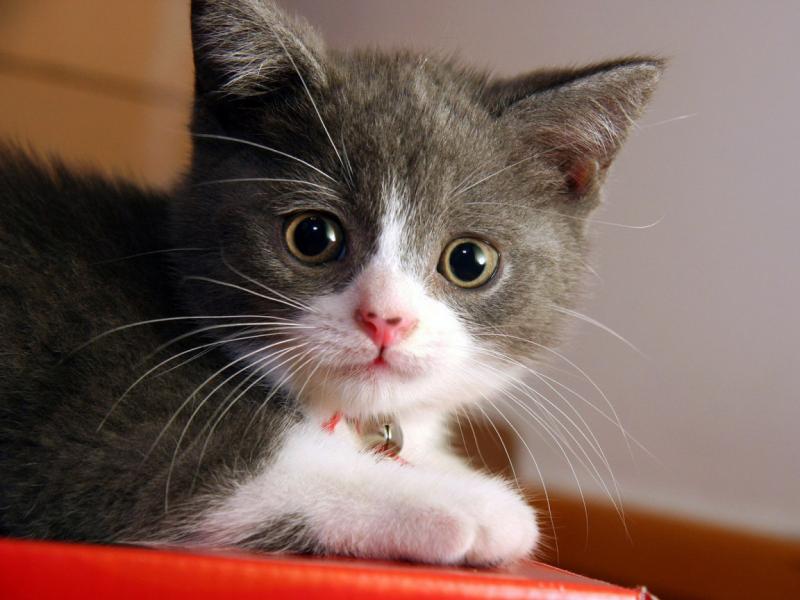 Animals_Cats_Small_cat_005241_.jpg