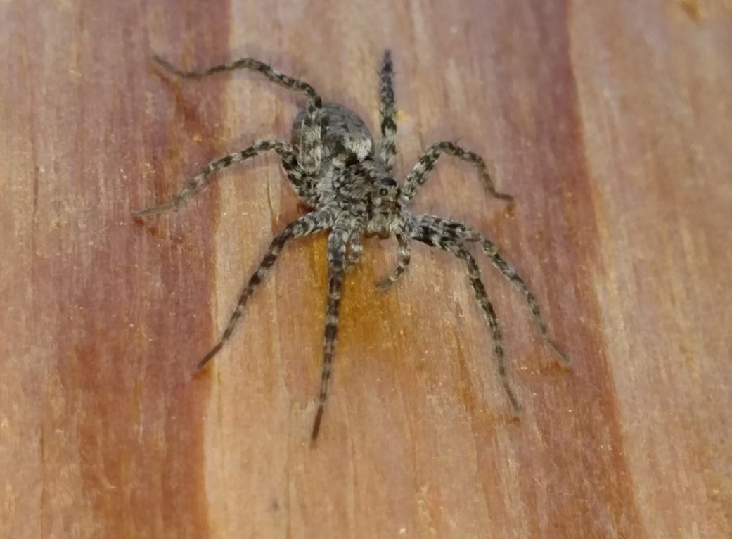 thin-legged wolf spider