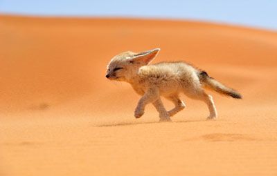 fragrant-awakenings-lair-du-desert-marocain-fennec-cafleurebon.jpg