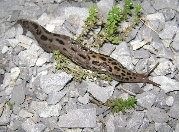 Close up of a slug on gravel