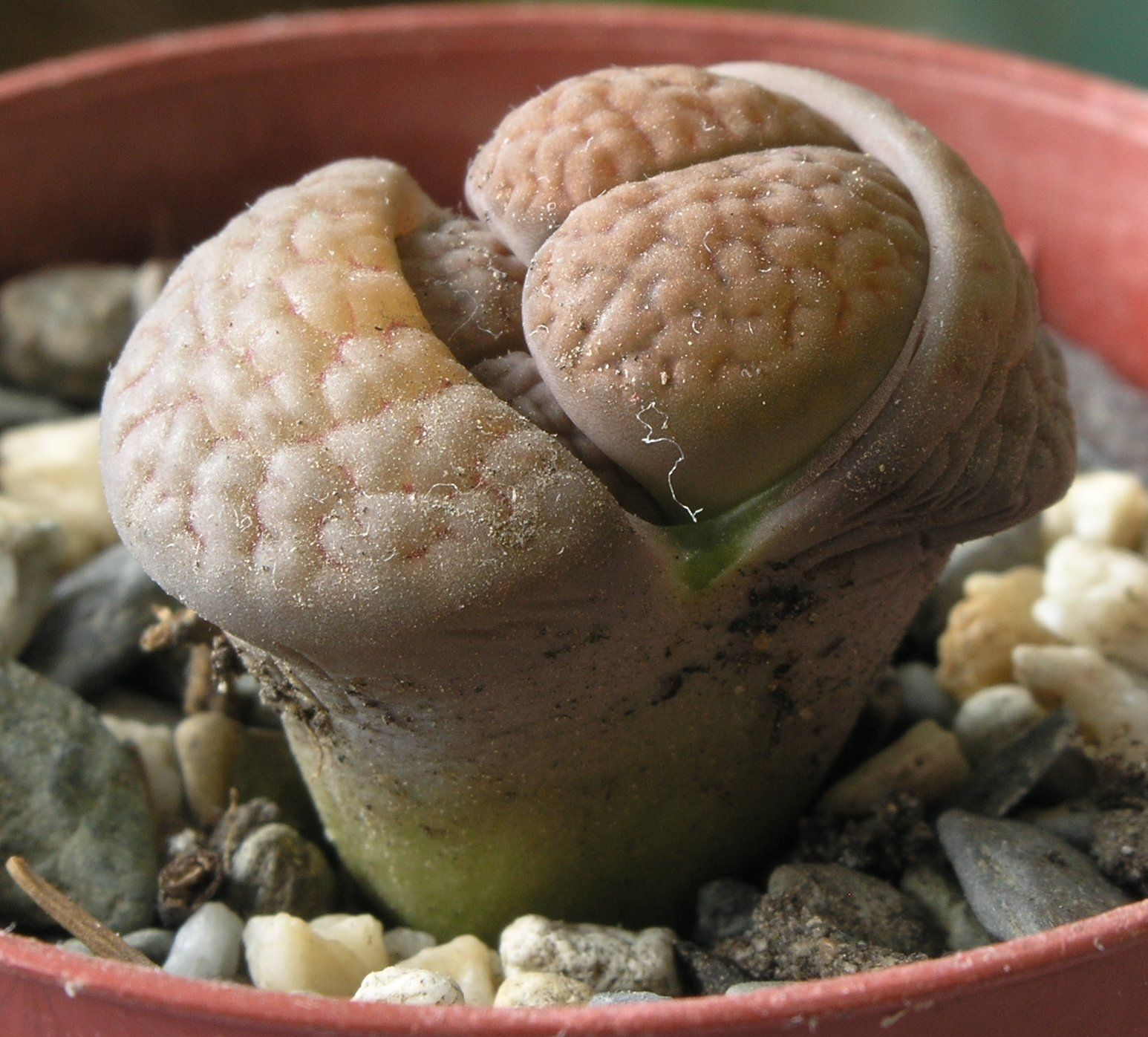 Lithops hookeri. Two new leaf pairs are emerging between the old.jpg