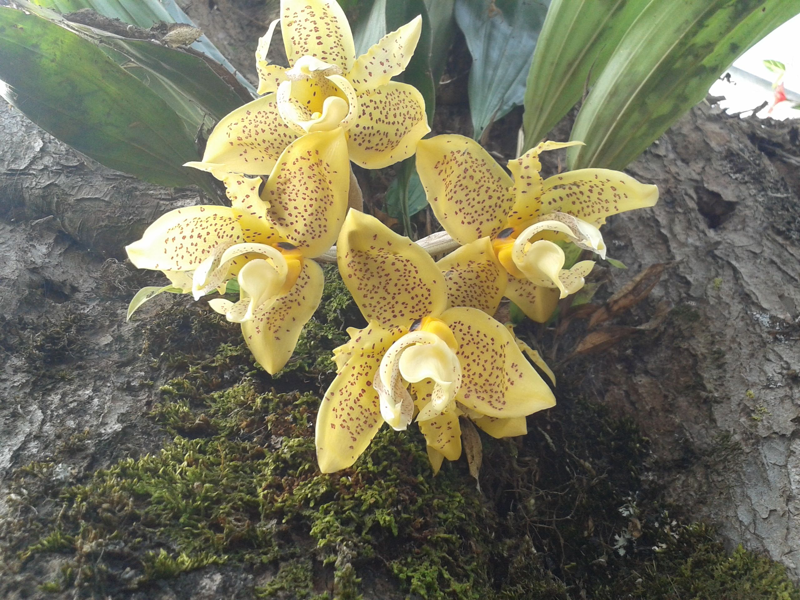 Lo ideal de la naturaleza, nacen orquídeas amarillas en mi jardín. — Steemit