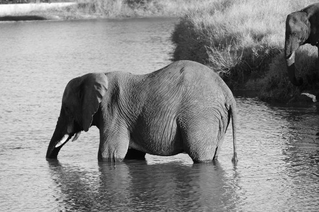 B&W Elephant in Water Resized.JPG