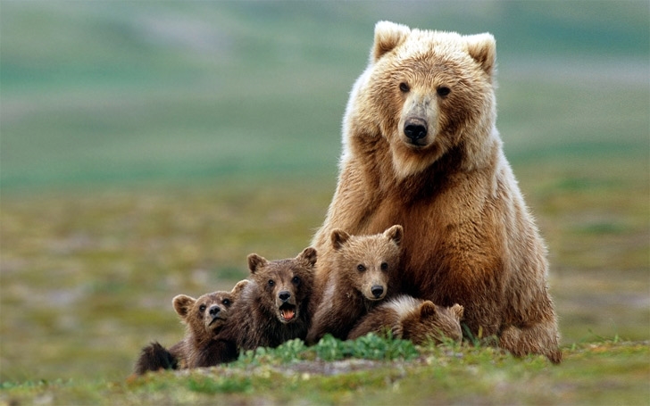 bear-cubs.jpg