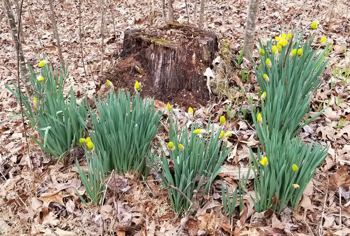 20180221_154655 Daffodils with swelling buds by stump.jpg