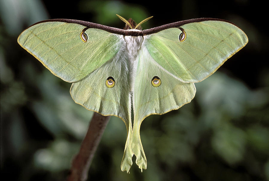 luna-moth--actias-luna-phil-degginger.jpg