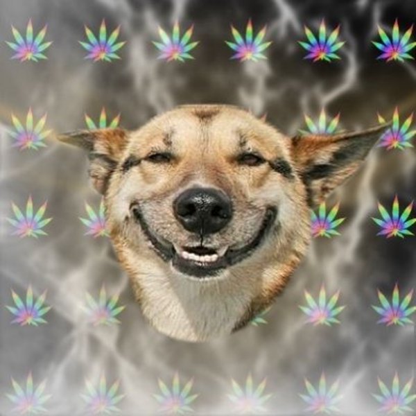 Stoner-Dog.jpg