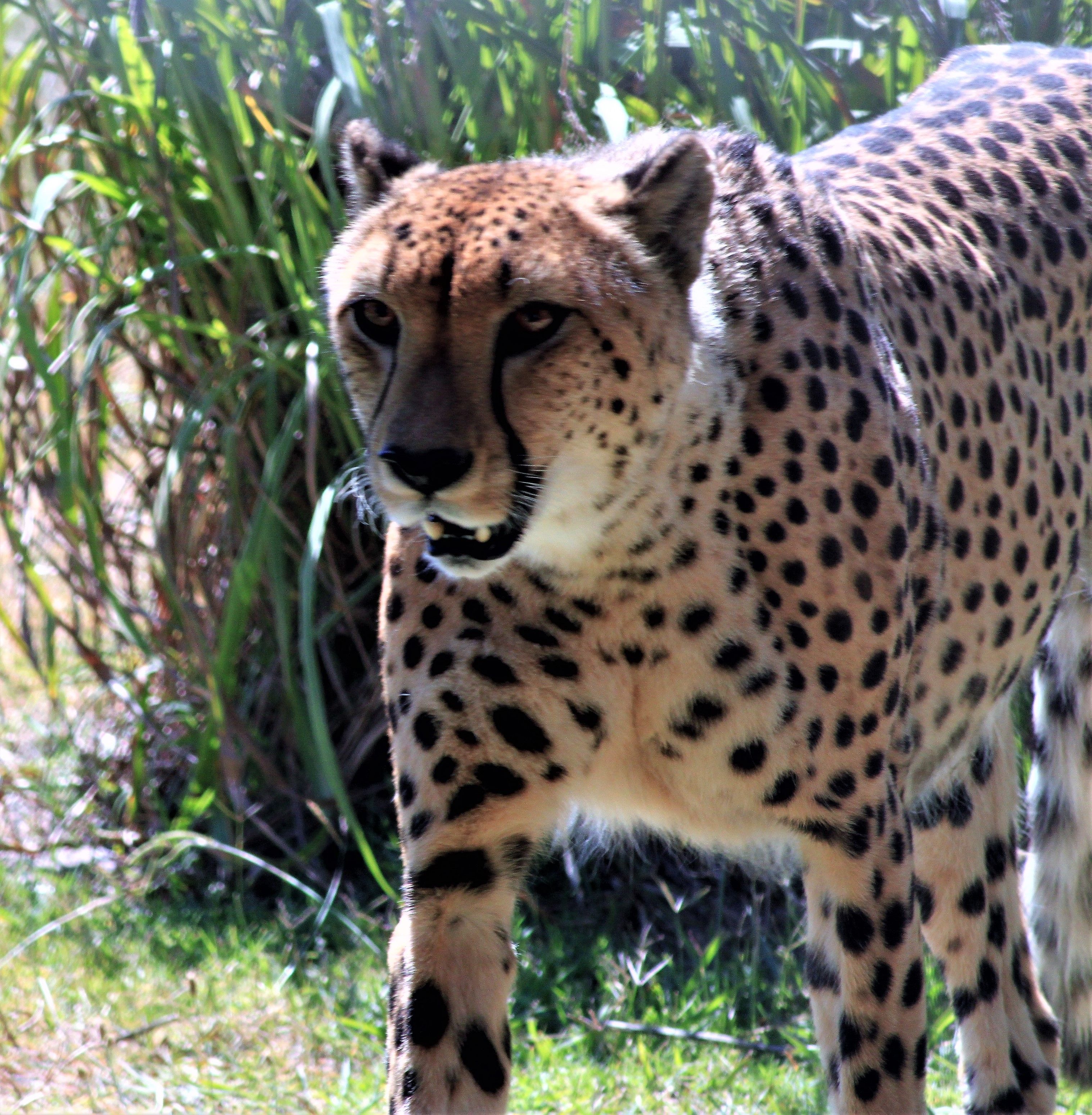 cheetah 1.jpg
