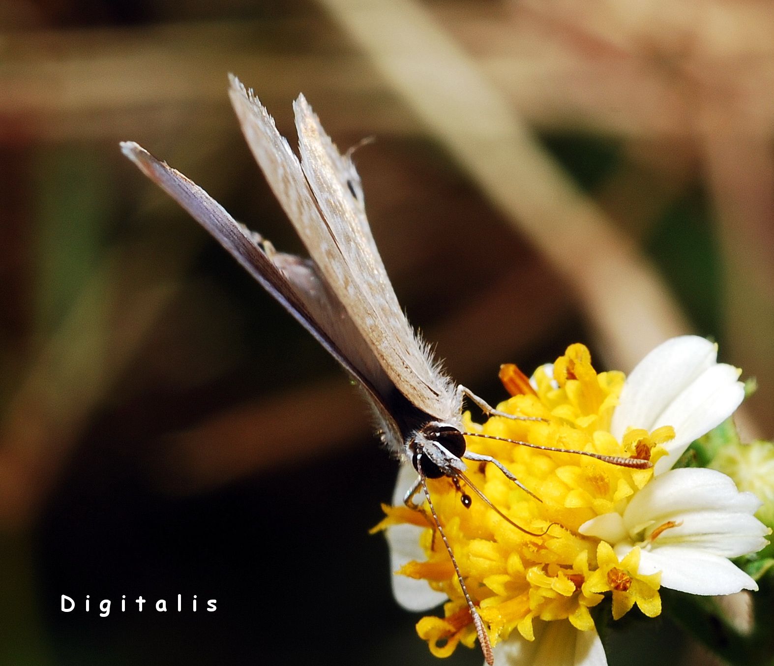 DSC_5285.JPG