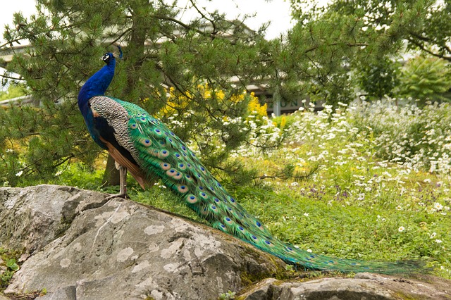 peacock-847752_640.jpg