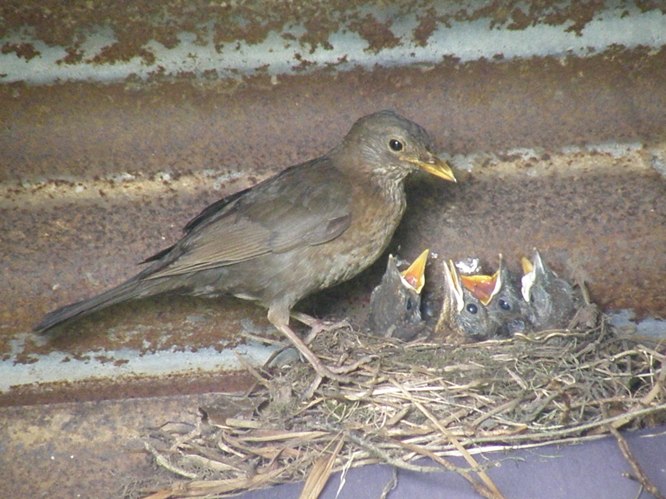 Mrs B and chicks (1) (2015_09_28 11_13_35 UTC).JPG