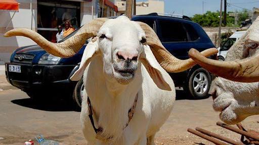 angora goat photography