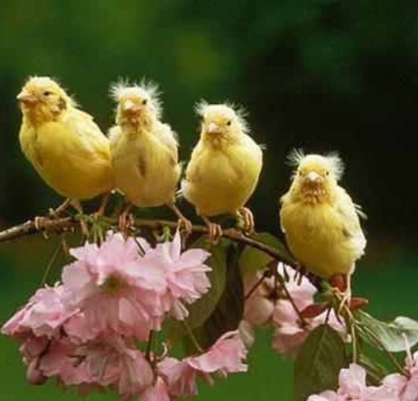 8b93ee3ee10a721acc942c26eb6cc9ab--canary-birds-yellow-birds.jpg