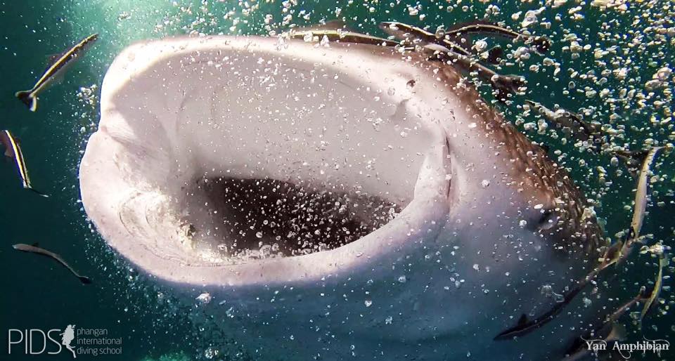 Whaleshark mouth.jpg