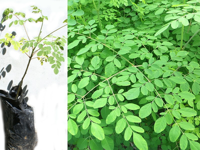 planta-de-moringa-las-hierbas-medicinales-curativas-ecuador-D_NQ_NP_829492-MEC26101204284_092017-F.jpg