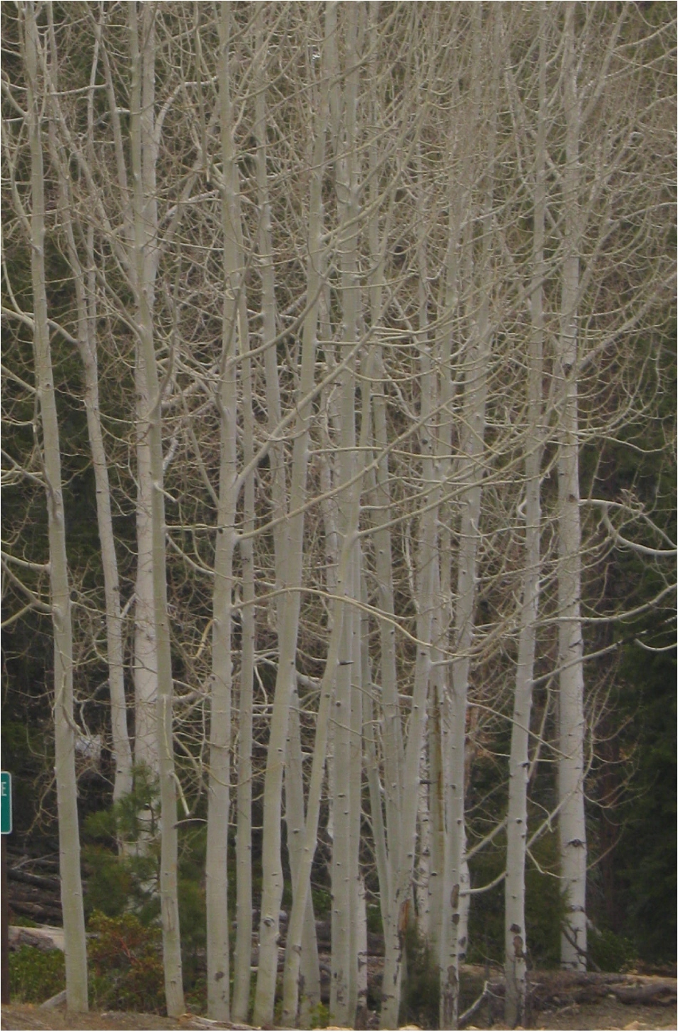 zion birches+.jpg