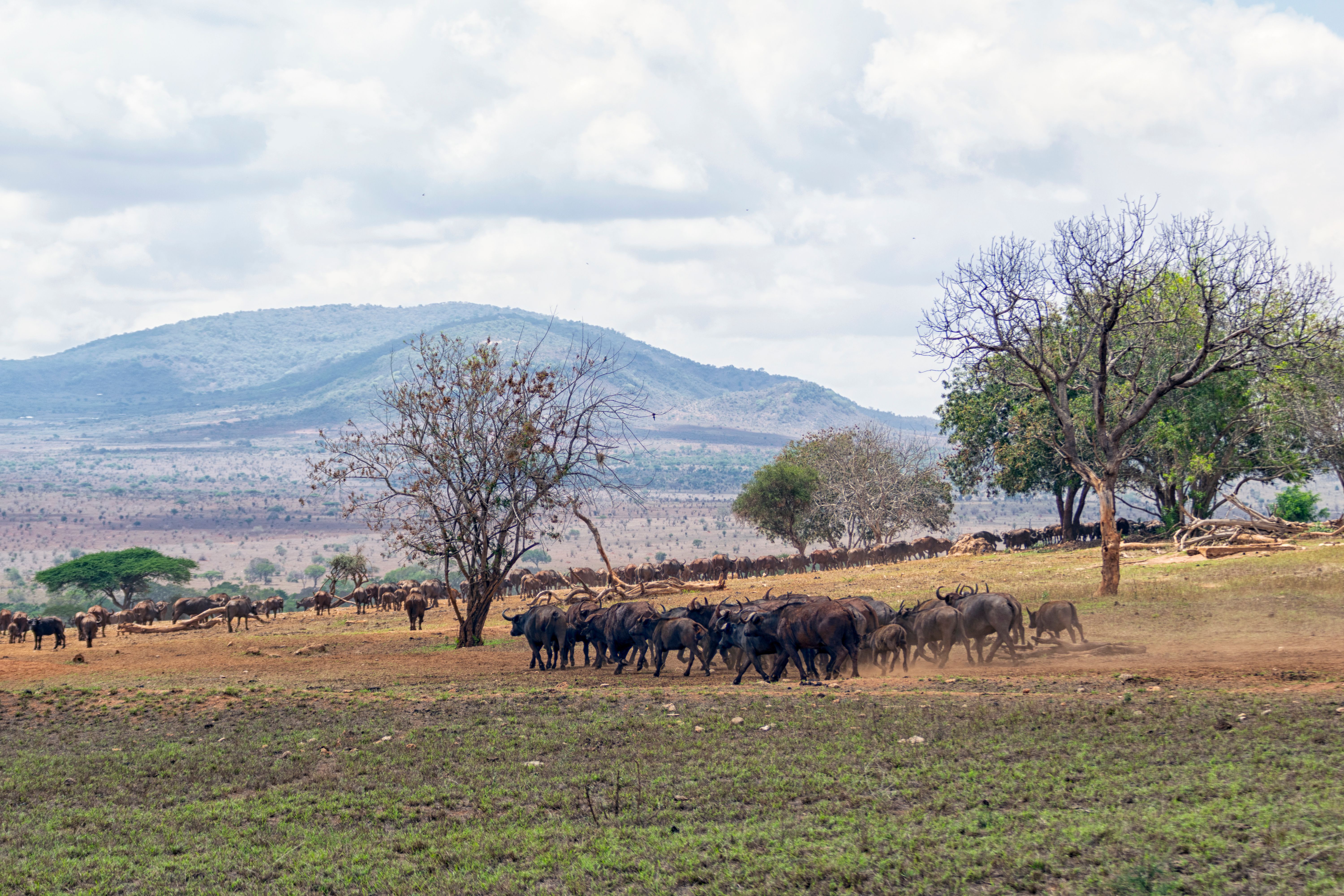 Herd of African Buffalo20.jpg