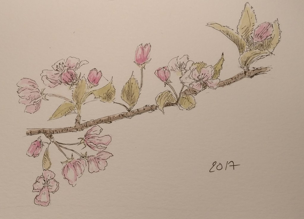 apple_tree_flowers_by_archiwyzard-dbni4e6.jpg