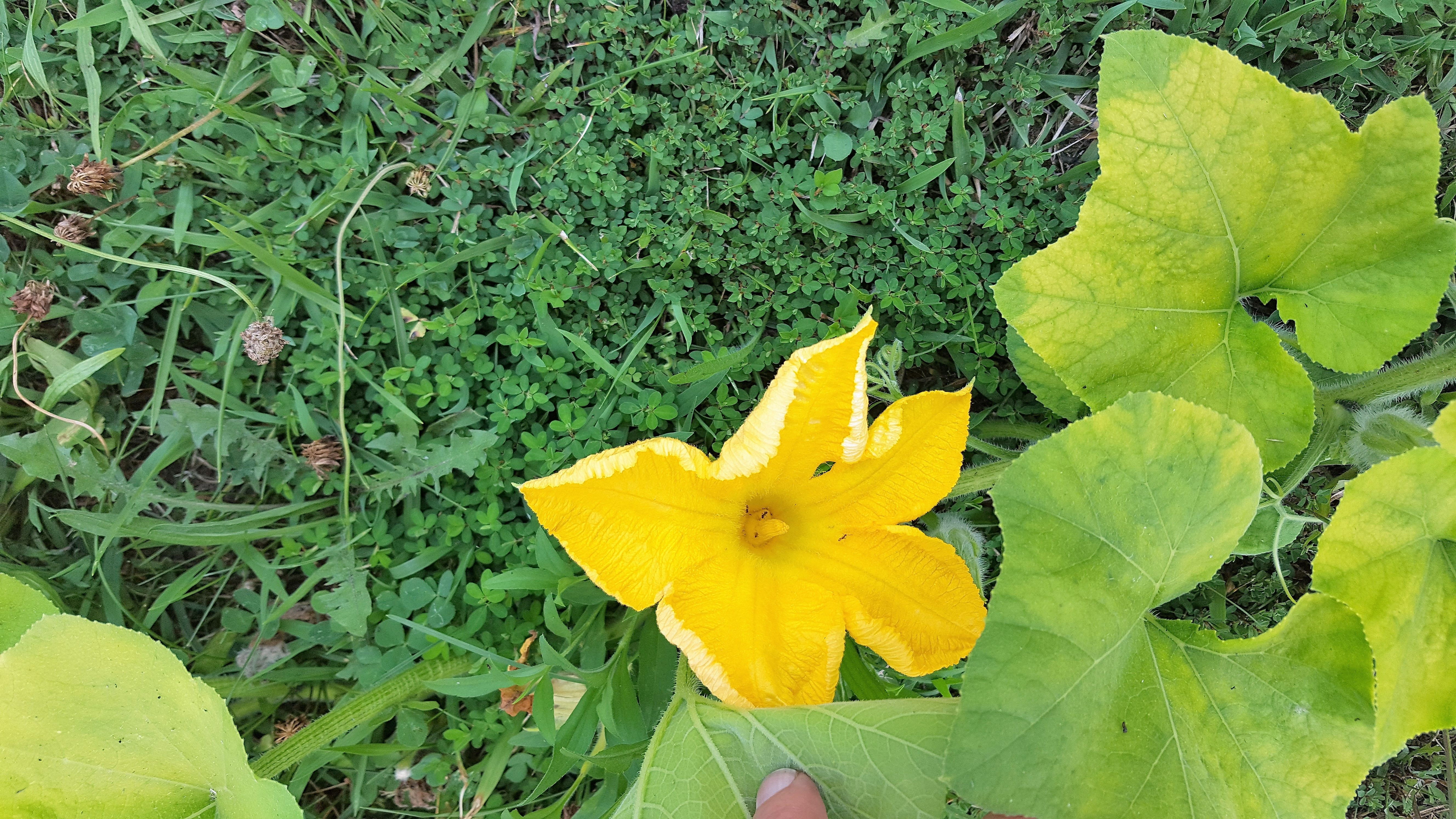 Serenity Valley Farms Squash blossom.jpg