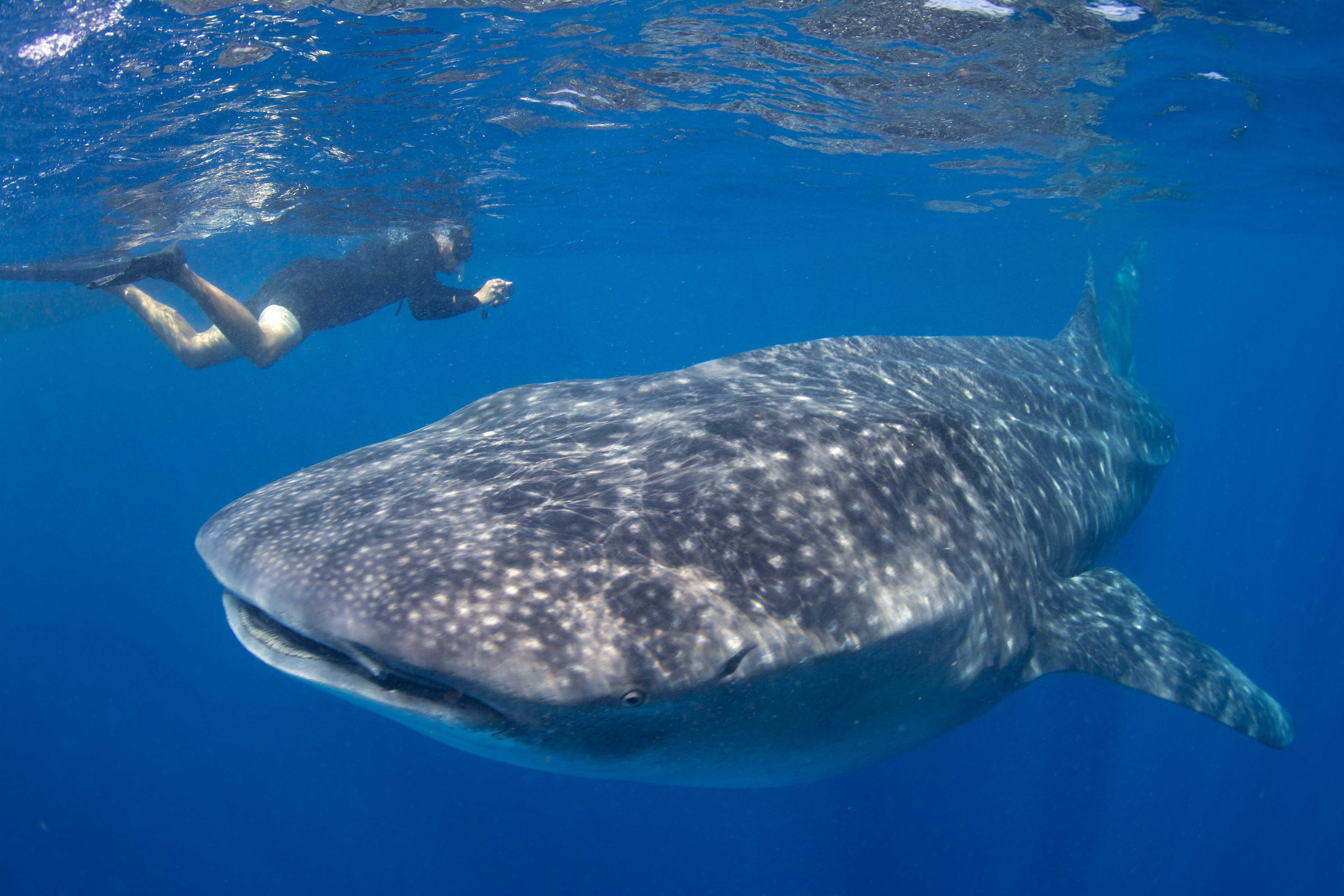 Whale Shark 2.jpg