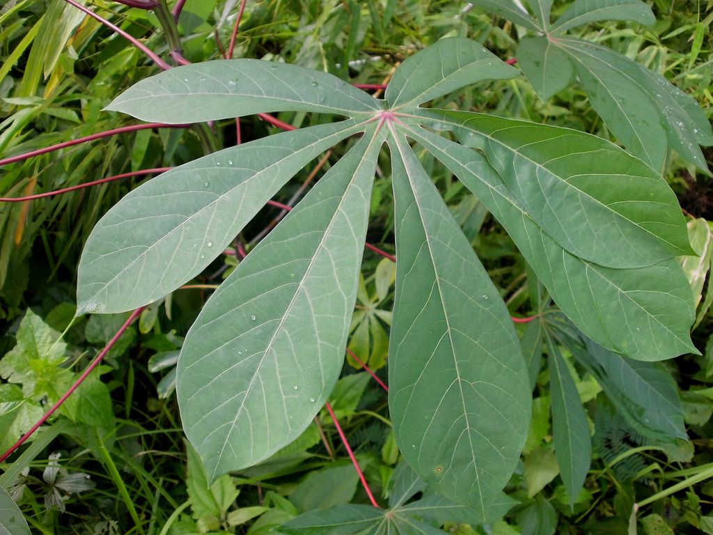 daun-singkong.jpg