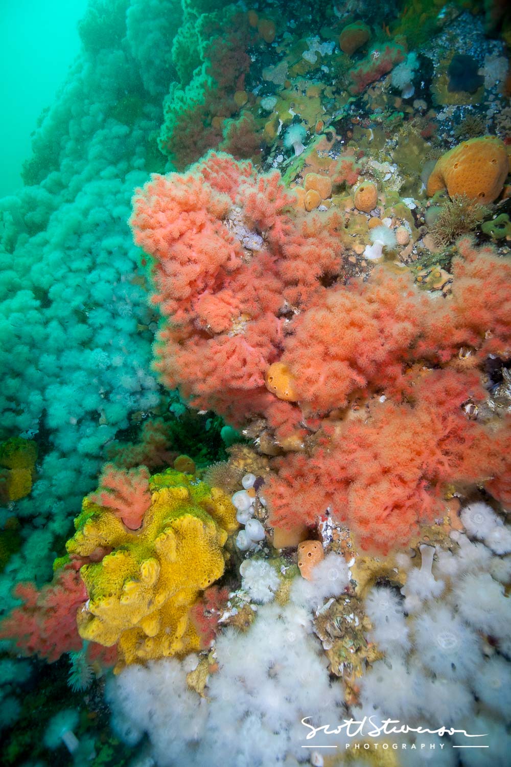 Pink Soft Coral-3.jpg