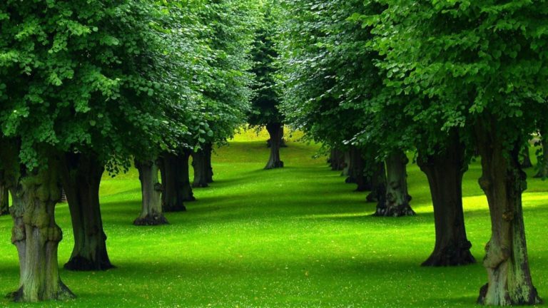 Trees-HD-Wallpapers-768x432.jpg