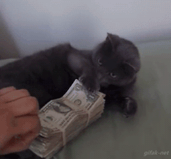 cat with money gf.gif