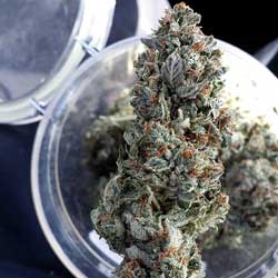 platinum-cannabis-nug-over-jar-xsm.jpg