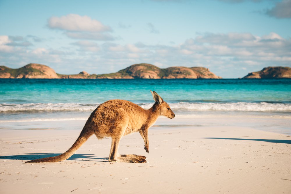 Kangaroo-Australia.jpg