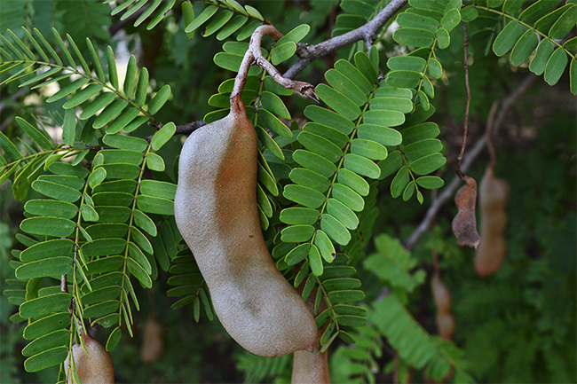 tamarind leaves