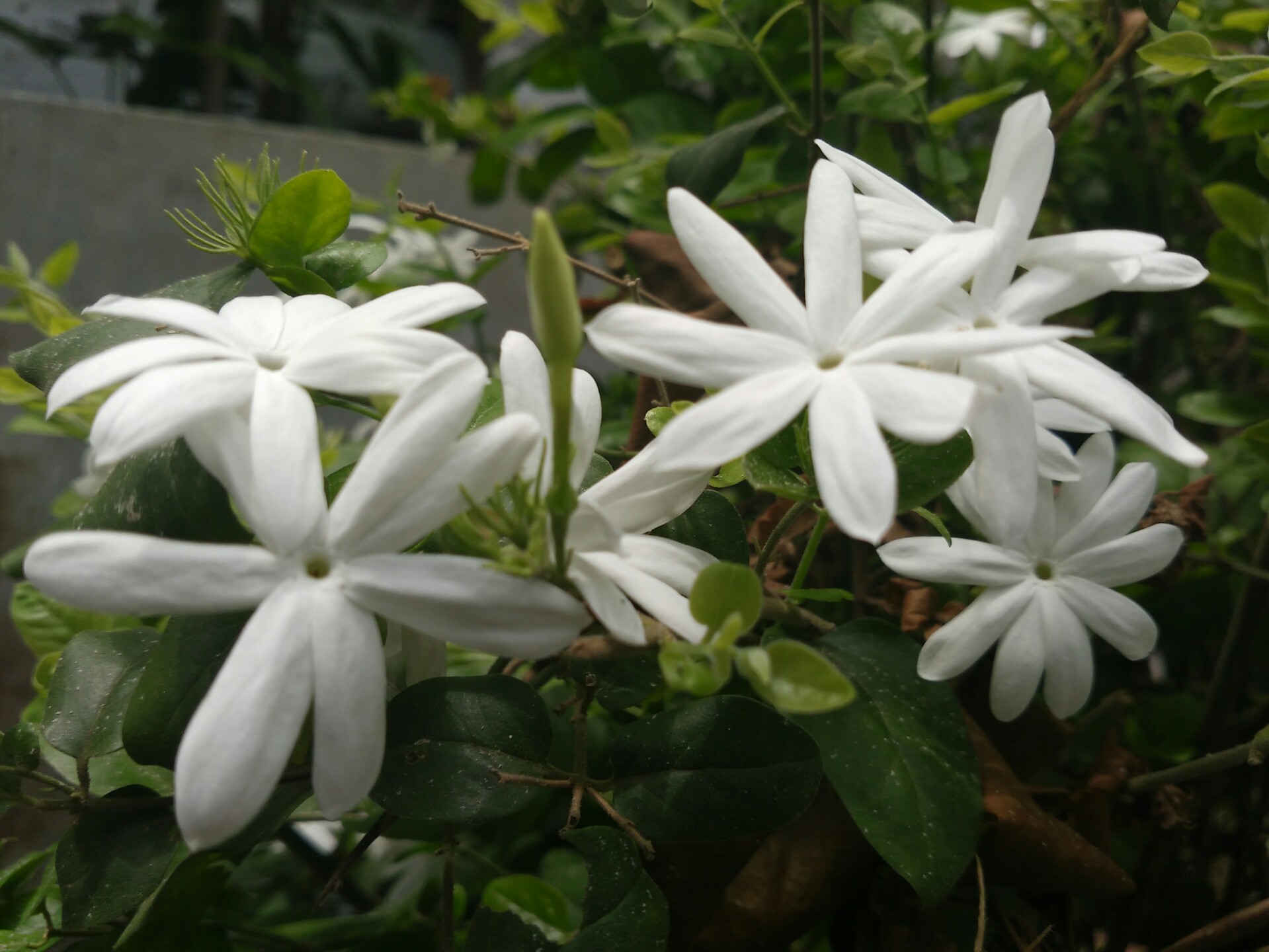 The beauty and benefits of Jasmine — Steemit