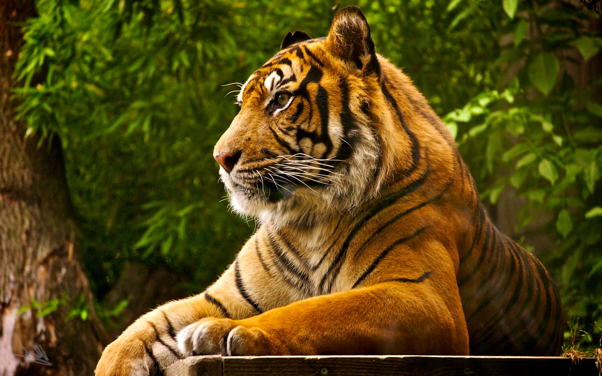 royal-bengal-tigers.jpg