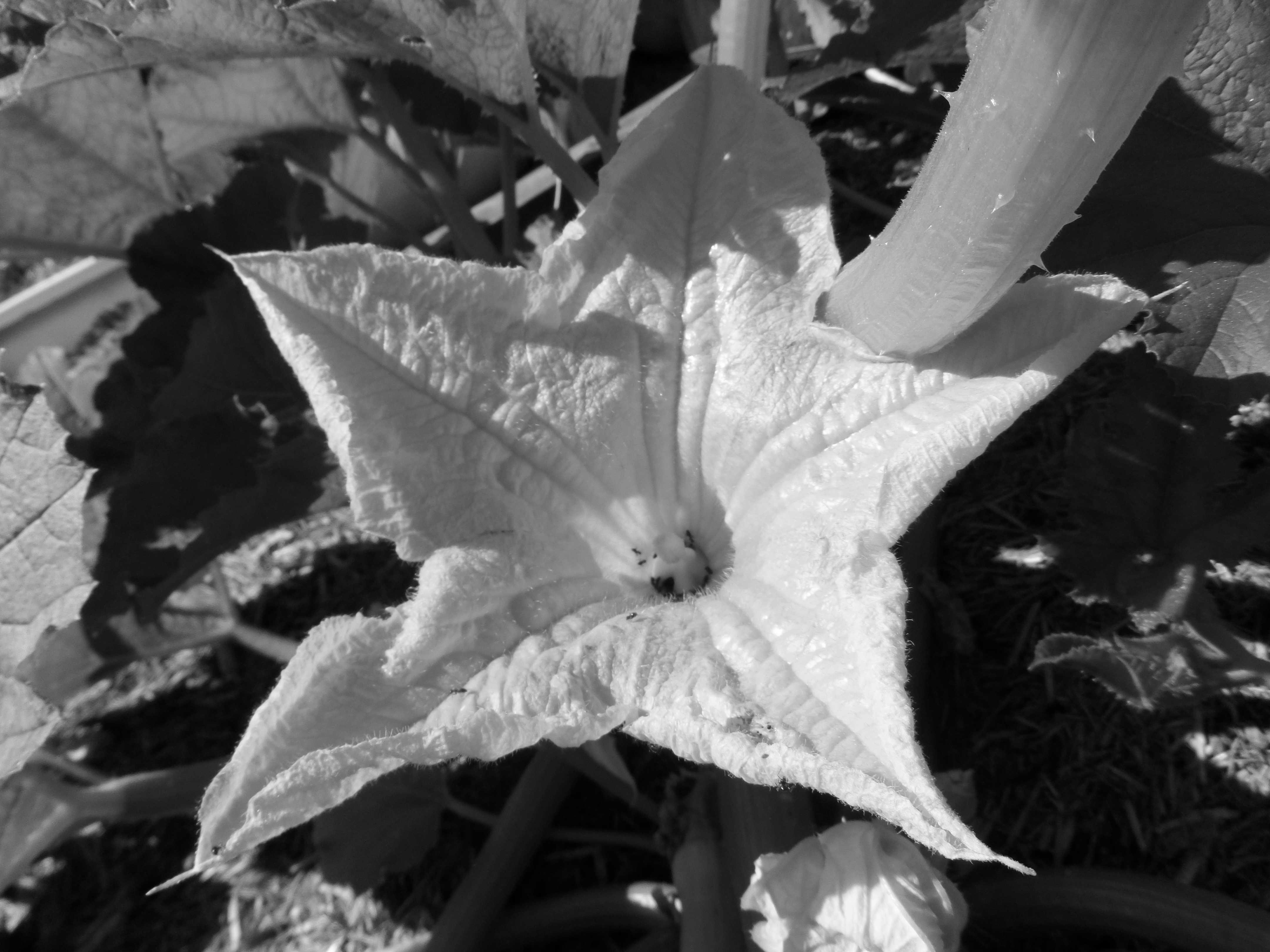 Zucchini Flower B&W.jpg