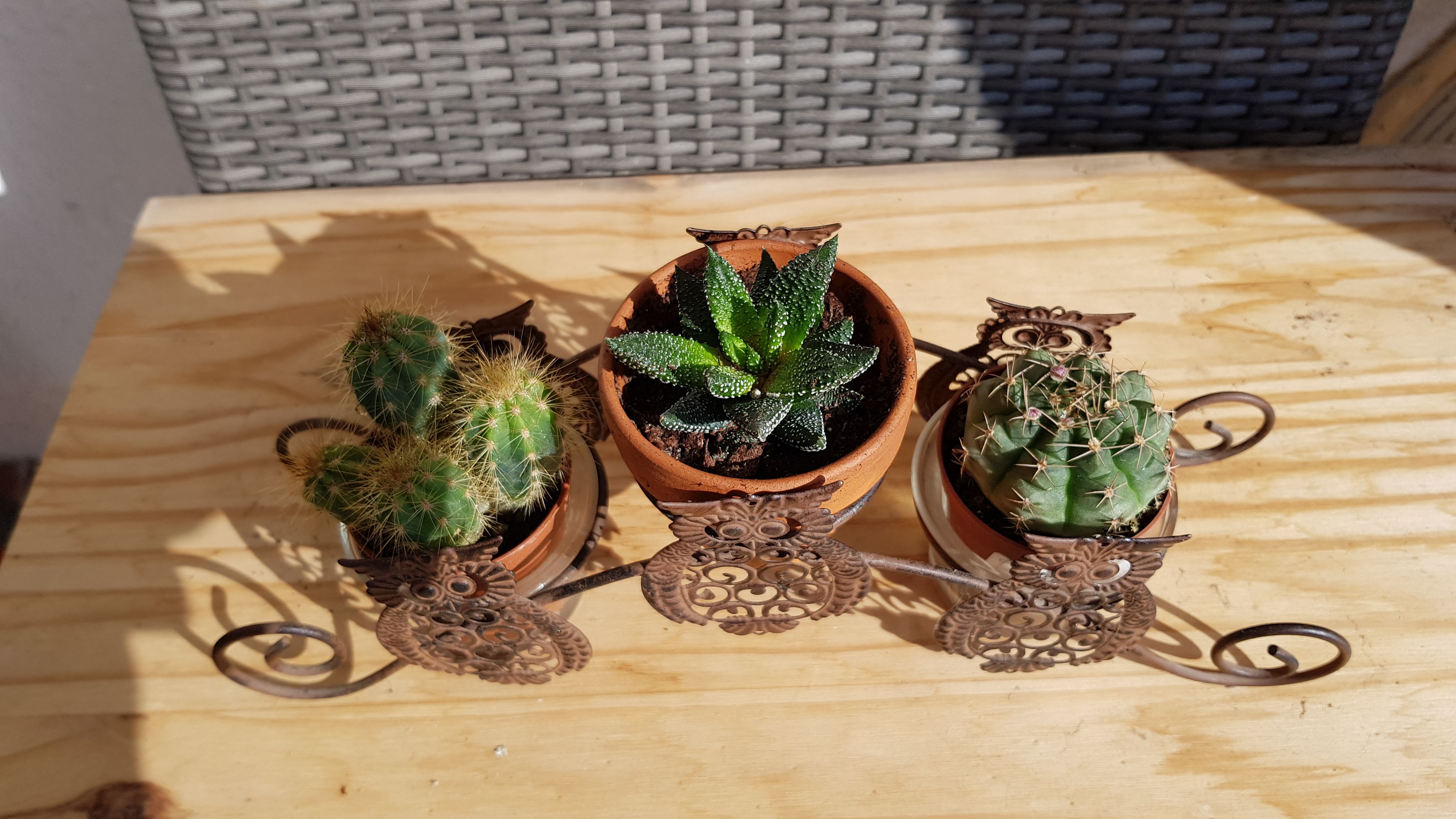plante 065.jpg