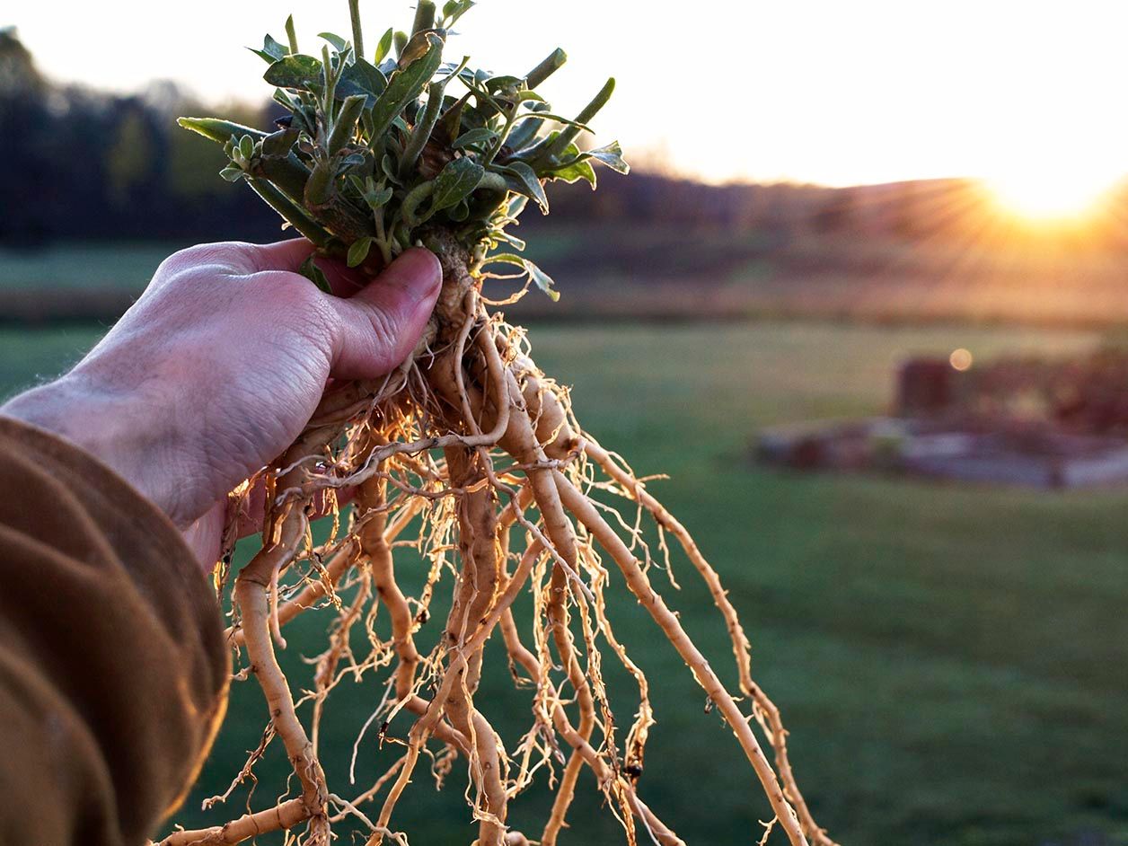 ashwagandha (1).jpg