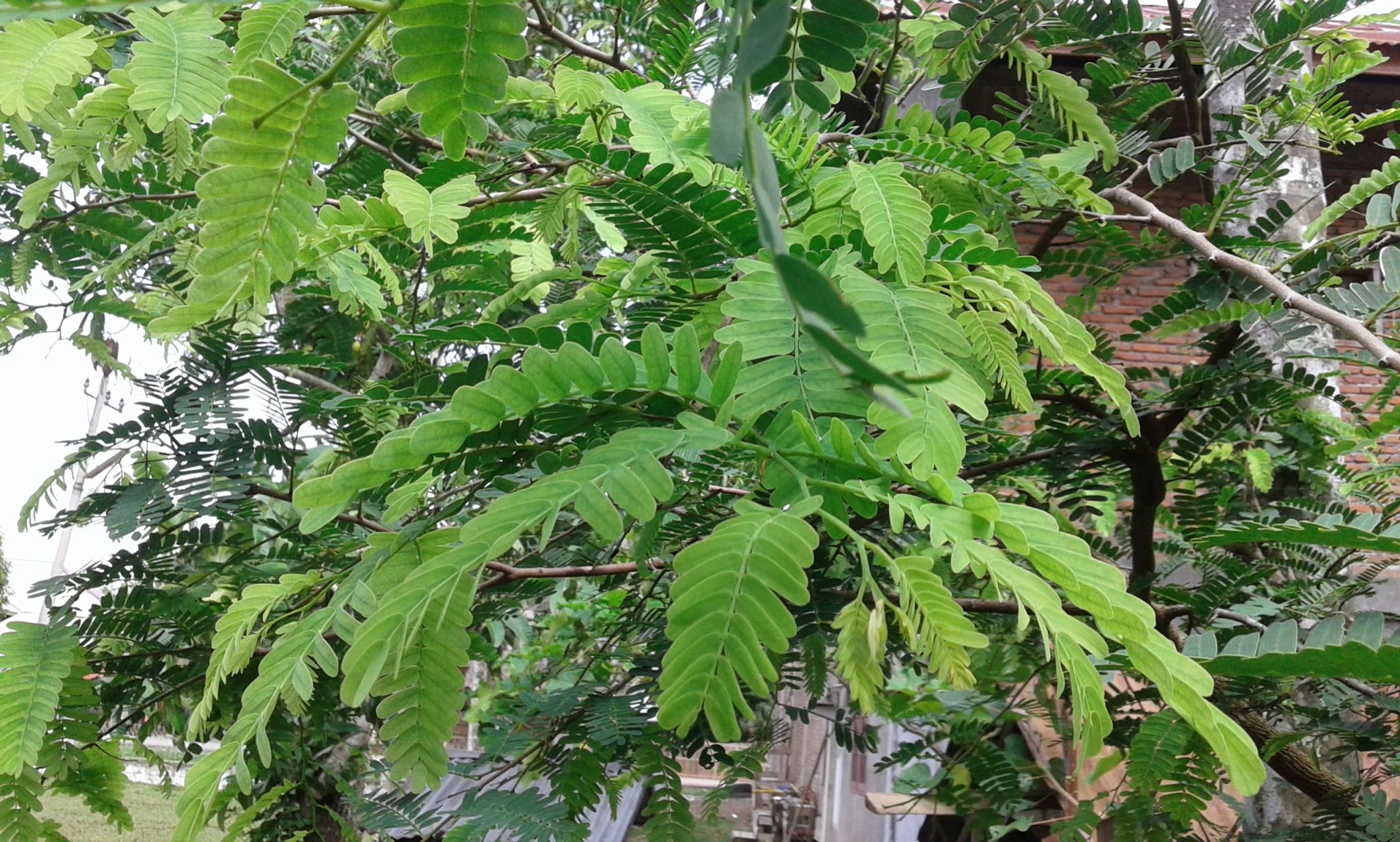 Leaves of tamarind can overcome teeth and bleeding gums 