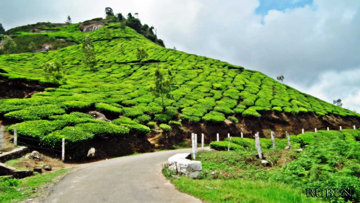 Tea_Gardens_in_Munnar_Town_20170425133834.jpg