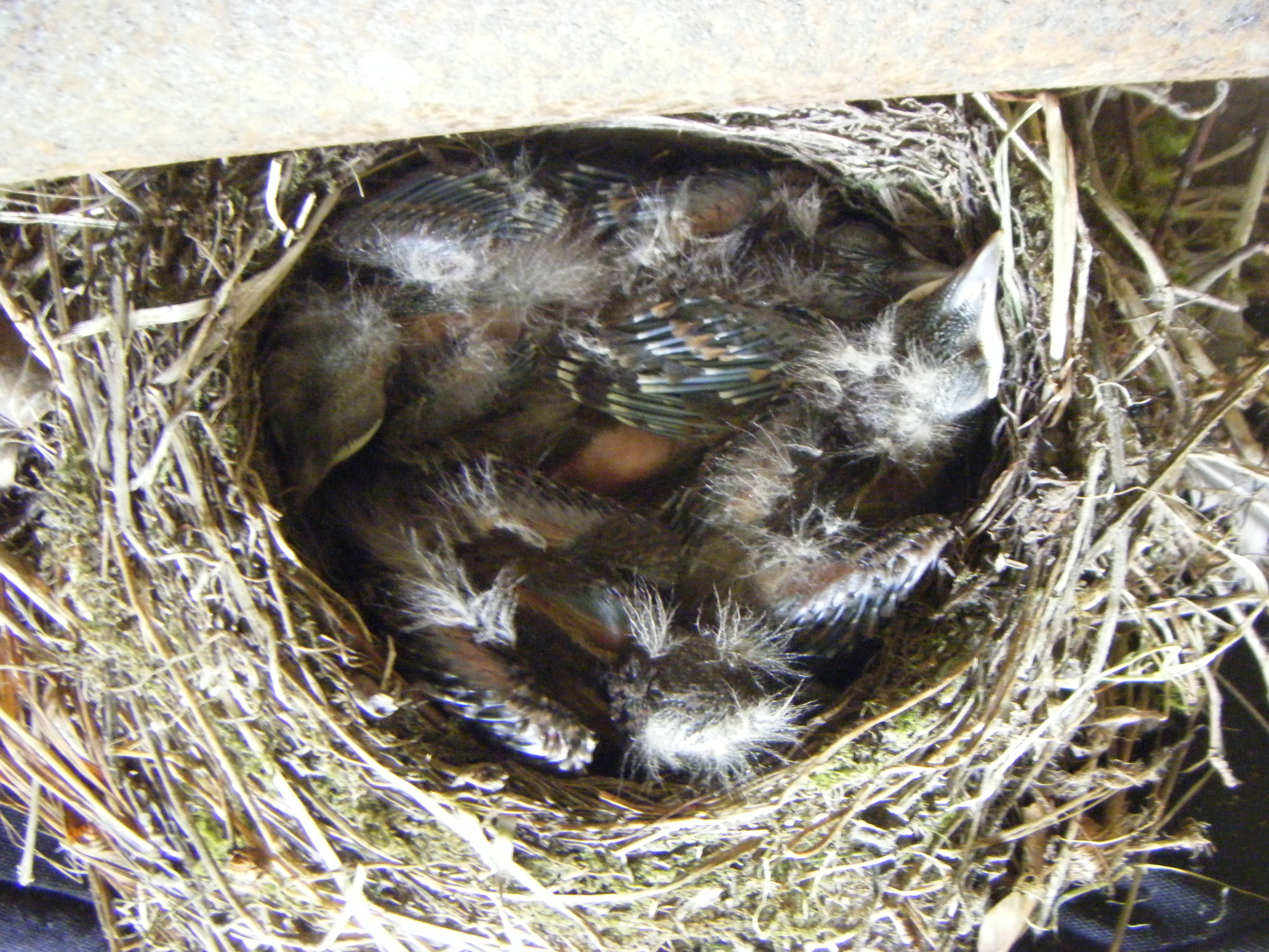 Nest full of chicks (1) (2015_09_28 11_13_35 UTC).JPG