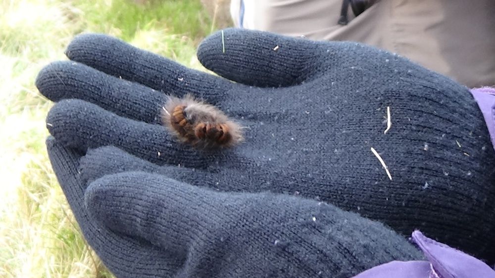 Caterpillar on glove.jpg