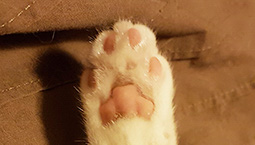 paw.jpg