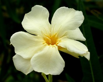 330px-Nerium_Oleander_(yellow,_unusual--may_be_Sue_Hawley_Oakes).jpg