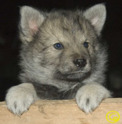 cachorro-de-perro-lobo-herreno-400x409.jpg