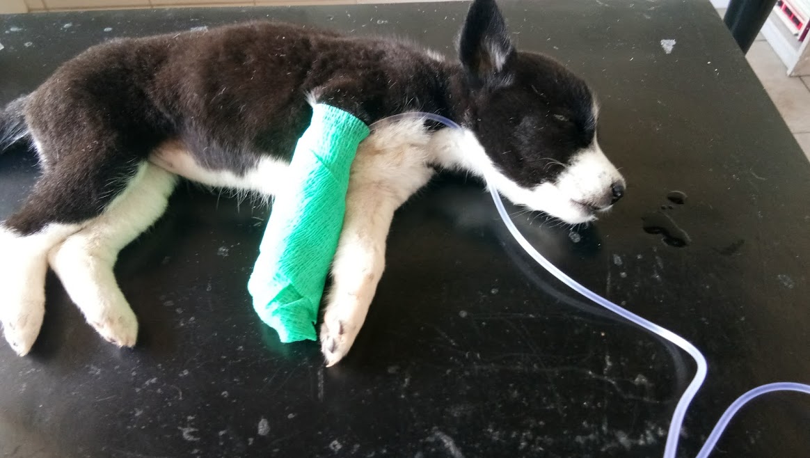 baby oreo.jpg