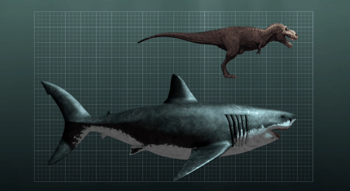 megalodon-720x720.png