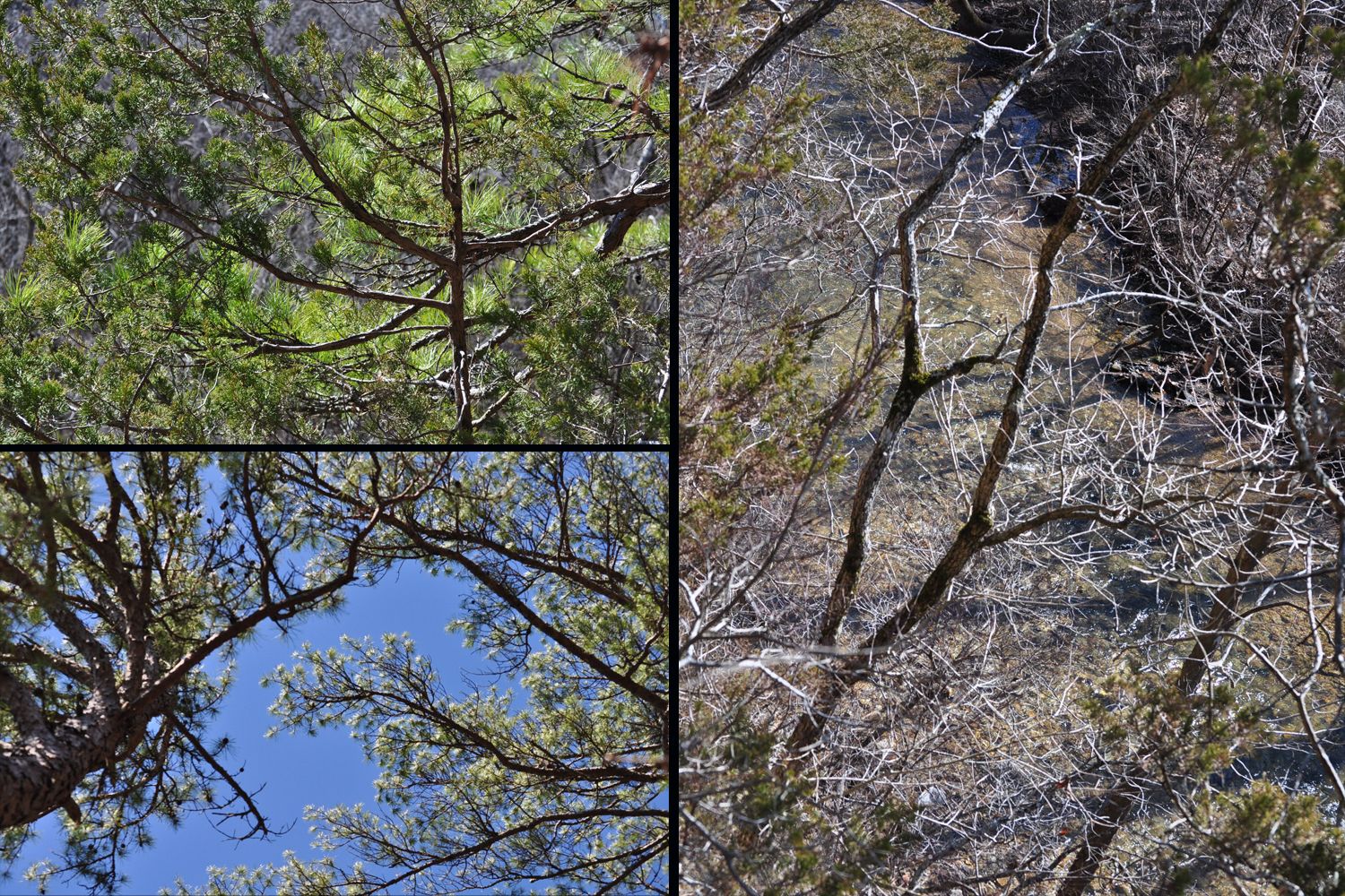 treesfeb.jpg